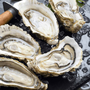 Oysters