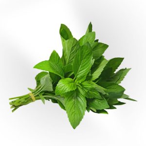 Fresh Mint