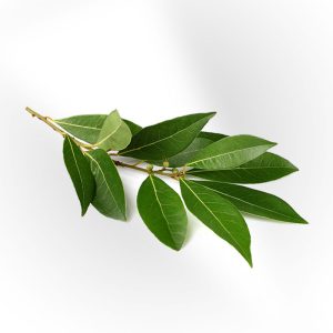 Bay Leaves