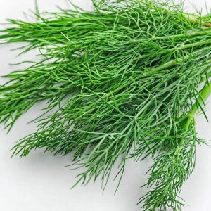 Fresh Dill